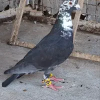 کبوتر غریب