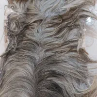 پوست بز