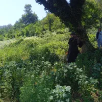 نیازمند نماکارکاهگل( سنتی)