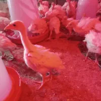 بقلمون بیوتی ۶ اصلی