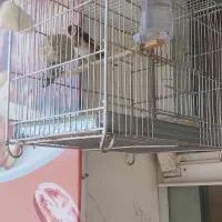 سهره نر،سهره قناری،سهره جوجه قفس