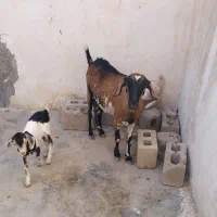 کهره جمولی