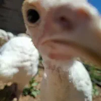 بوقلمون سخنگو