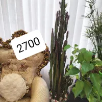 گل گیاه آپارتمانی