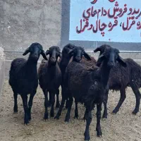 بره ماده ی قره قزل و قزل افشاری دشتی