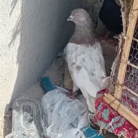 کله ابر نر خوشگل