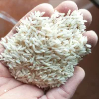 برنج طارم هاشمی اصل خالص
