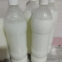 دوغ شتر ترکمن صحرا