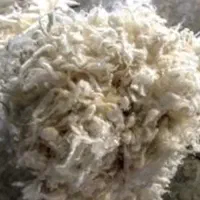 پشم گوسفند وپرز