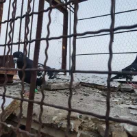 کفتر|پرنده|مشهد, ثامن|دیوار
