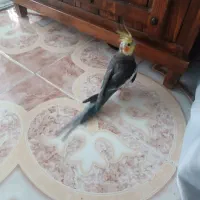 عروس هلندی نر نژاد سینامون