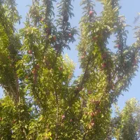 آلو|خدمات باغبانی و درختکاری|کشاورز, |دیوار