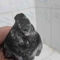 کبوتر