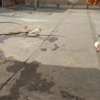کفتر طوقی حنایی درجه یک بی نظیر