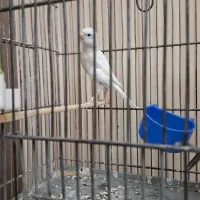 قناری، سفید، دارچینی، آهویی، سهره توضیحات مطالعه