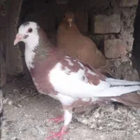 پرستو وپلنگ سرخ