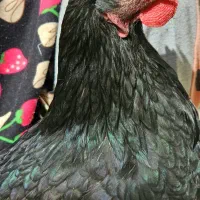 مرغ بومی تخم گذار