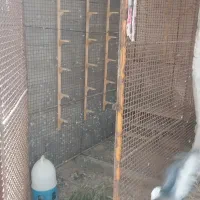 قفس ،کبوتری