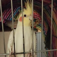 عروس هلندی دوتا دانه ای ۷۰۰