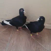 کفتر قره مینا سوری ماده