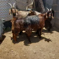 ۲ راس بز کهره دار ترکی ناز