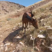 نوزدین ۳سال
