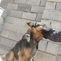 واگذاری سگ