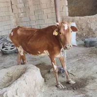 گاوه نره و ماده|حیوانات مزرعه|حمیدیه, |دیوار