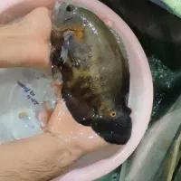 ماهی اسکار زبرا مولی