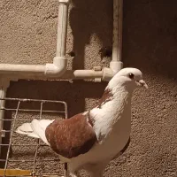 کفتر