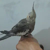 عروس هلندی،