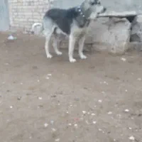 سگ خوب|سگ|همدان, |دیوار