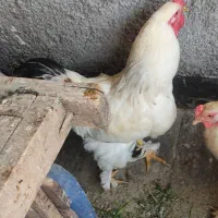 خروس برهما