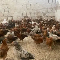 جوجه مرغ ۳ماه دورگ گلپایگان