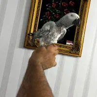کاسکو فول دستی چلوندنی ۵۰ کلام‌ماده ۵ ساله باهوش