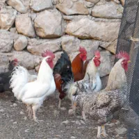 خروس ومرغ