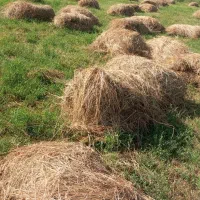فروش علف