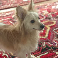 سگ پاکوتاه اشپیتز