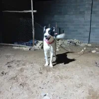 سگ نر فروشی