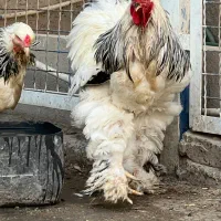 جوجه و مولد برهما کیفیت درجه یک