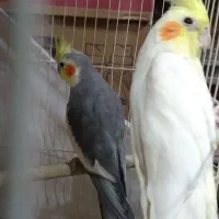یک جفت عروس هلندی نر وماده دستی