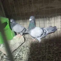 جفت کبوتر