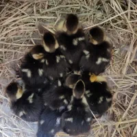 جوجه اردک اسرائیلی
