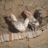 مرغ و خروس