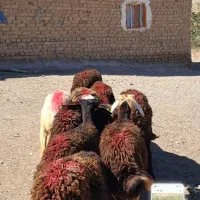 میش بره