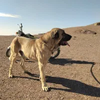 سگ نگهبان .سرابی .پژدر .کانگال .آلابای