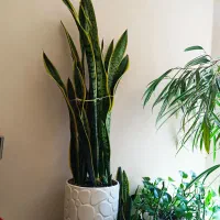 سانسوریا لب طلایی