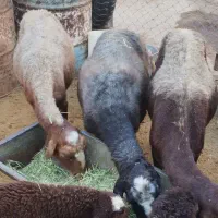 میش و بره