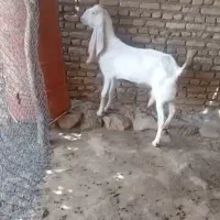 بز گلابی اصل جوان شکم دوم