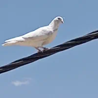 کبوتر